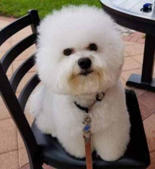 Random Dogs (61)