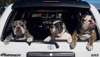 3 dogs in the back of an SUV